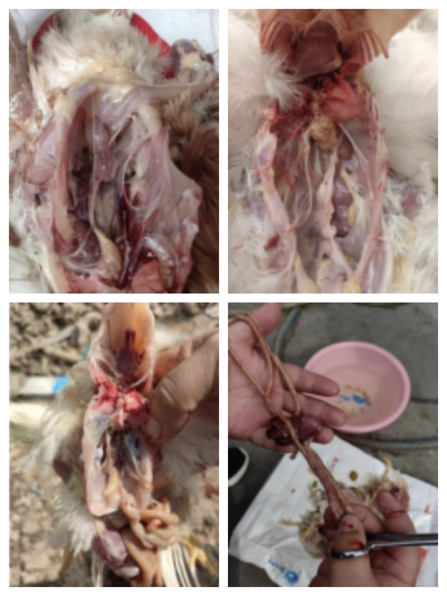 一例呼吸型传支的中兽医辨证及治疗