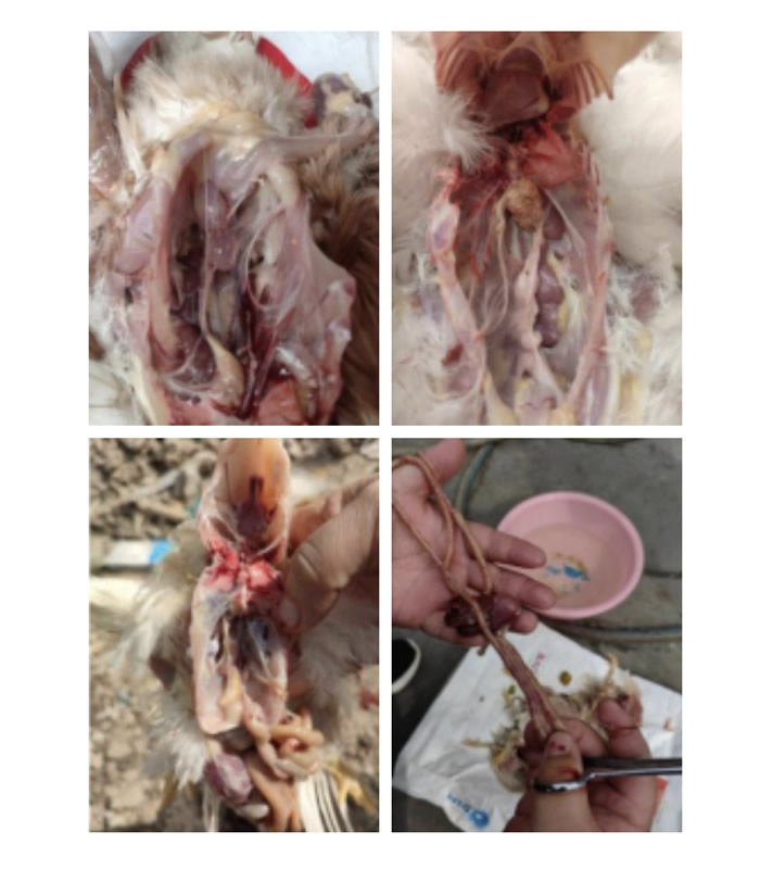 一例青年鸡输卵管堵塞病例的诊断及用药